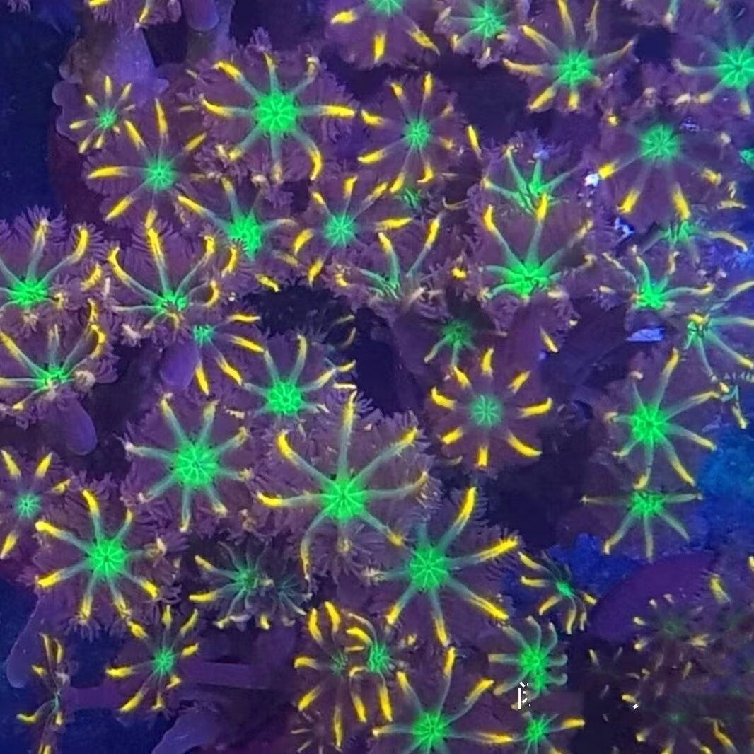 完美驾日金边绿心大手星花珊瑚软体新手容易养繁殖海水缸宠物 5头