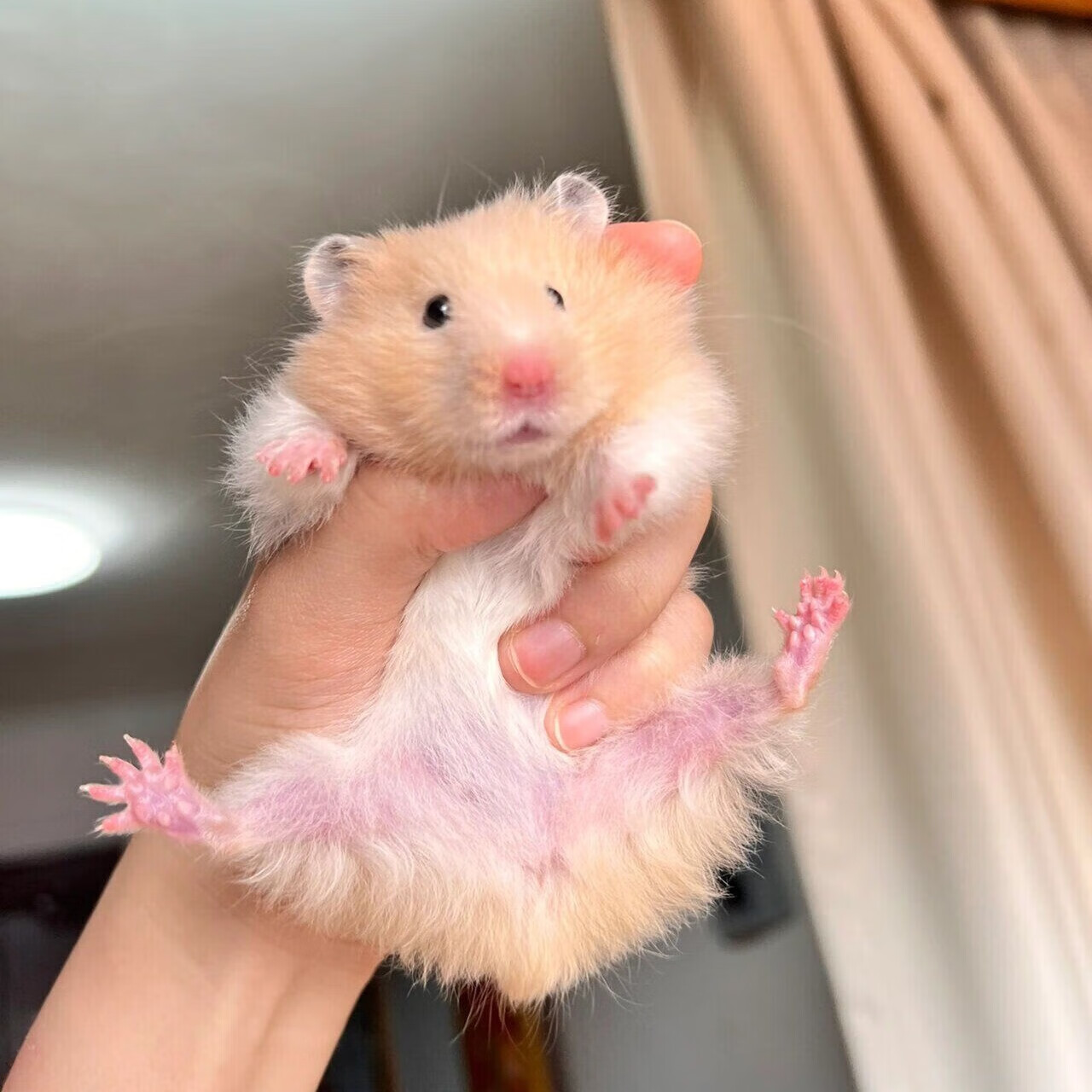 家养仓鼠金丝熊宠物长毛米熊金丝小仓鼠巨型已打疫苗鼠活体苍鼠 长毛