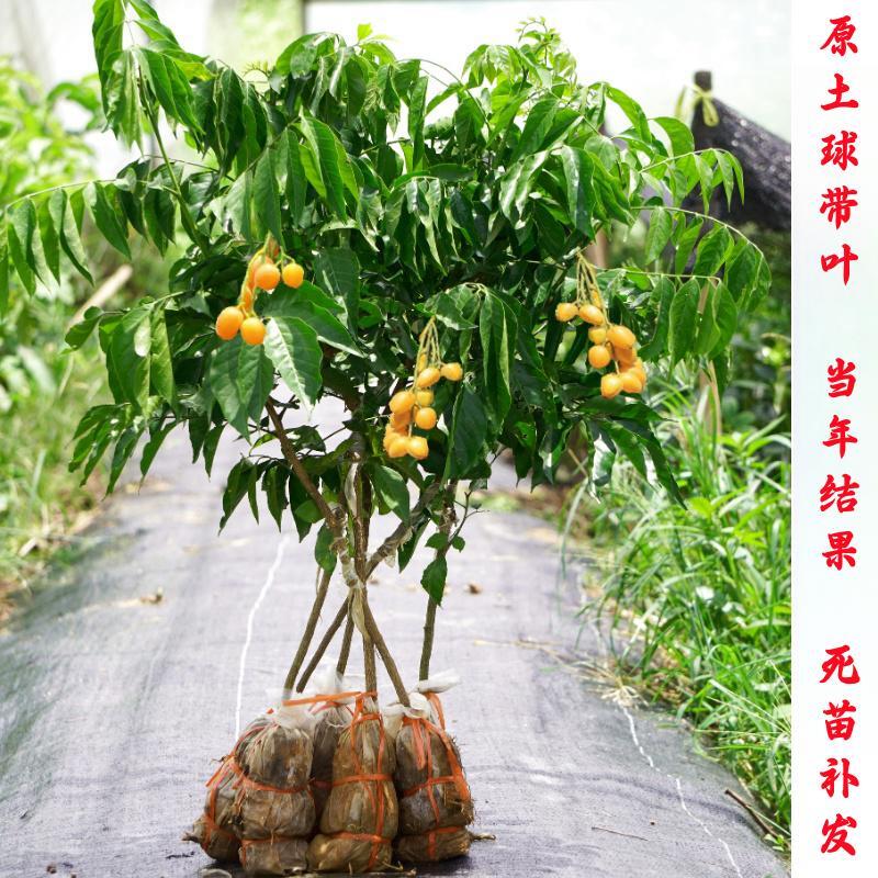 广西嫁接无核鸡心黄皮树苗大果贵妃黄皮苗树带泥叶盆地栽南方种植