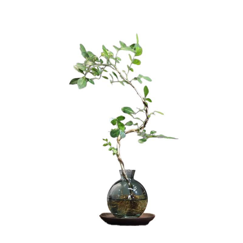 ��ѿ������ˮ��ֲ�����԰칫����������������ʻ���ֲ����ˮ������ ������-����С��ƿ-����ɰ�� ����