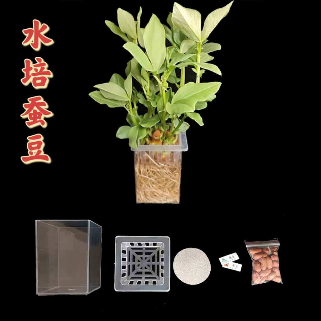 水培豆子花生豌蚕黄豆发芽幼儿园观察绿植物生长学生科学实验 蚕豆
