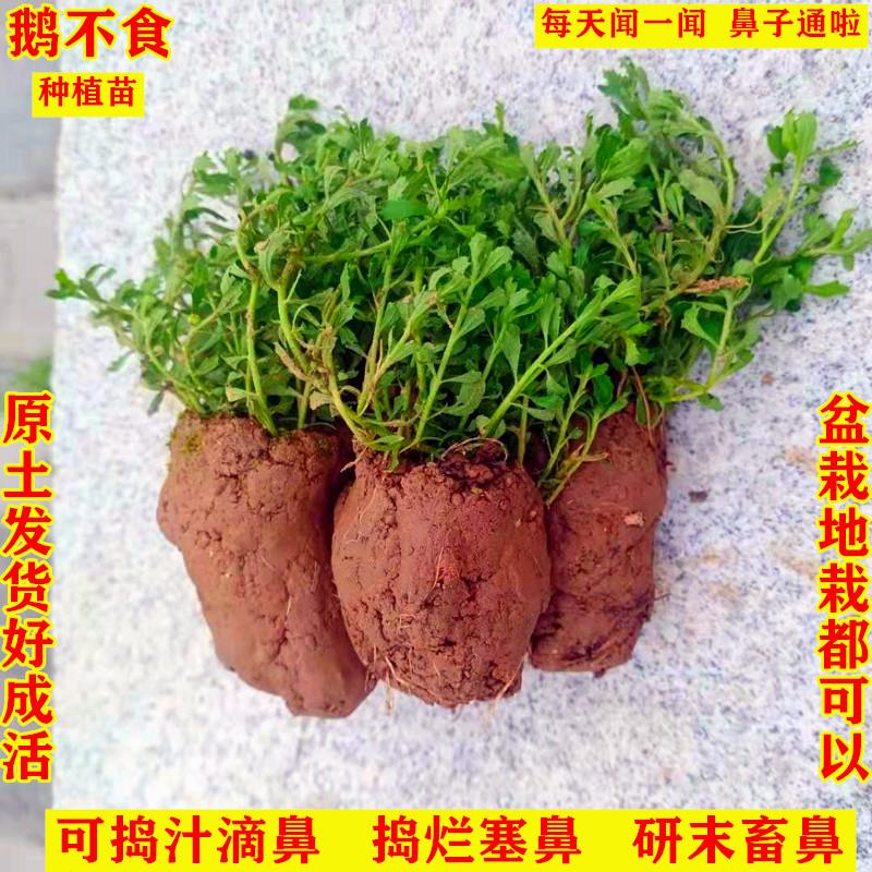 朗透  鹅不食草汁滴鼻中药材盆栽鹅不吃草种植苗鼻子炎带土5棵植物包