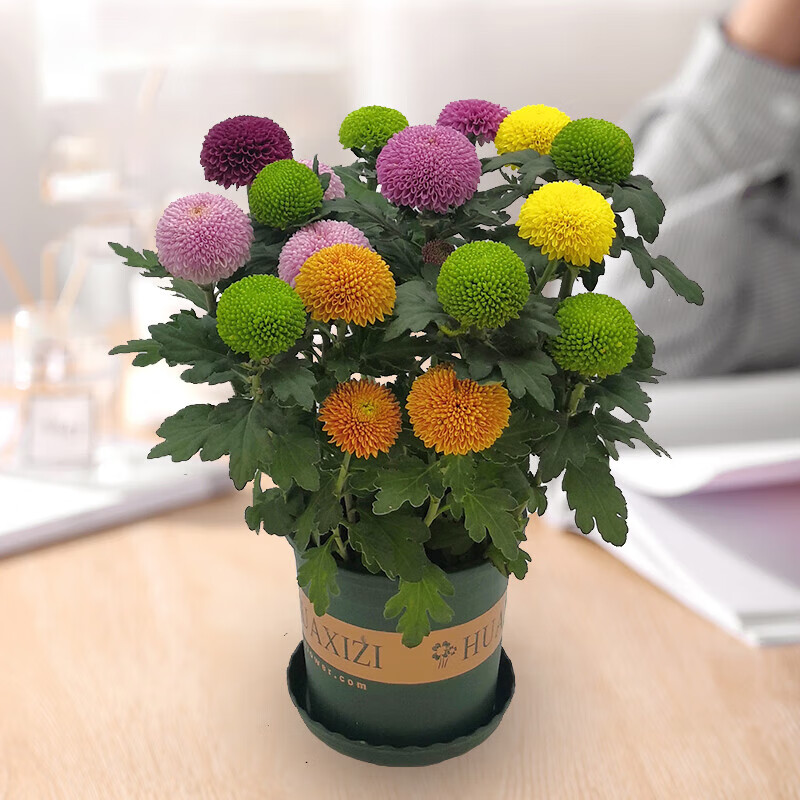 三根毛乒乓球菊鲜花花卉盆栽重瓣球形菊花苗长花期带花盆栽四季开花