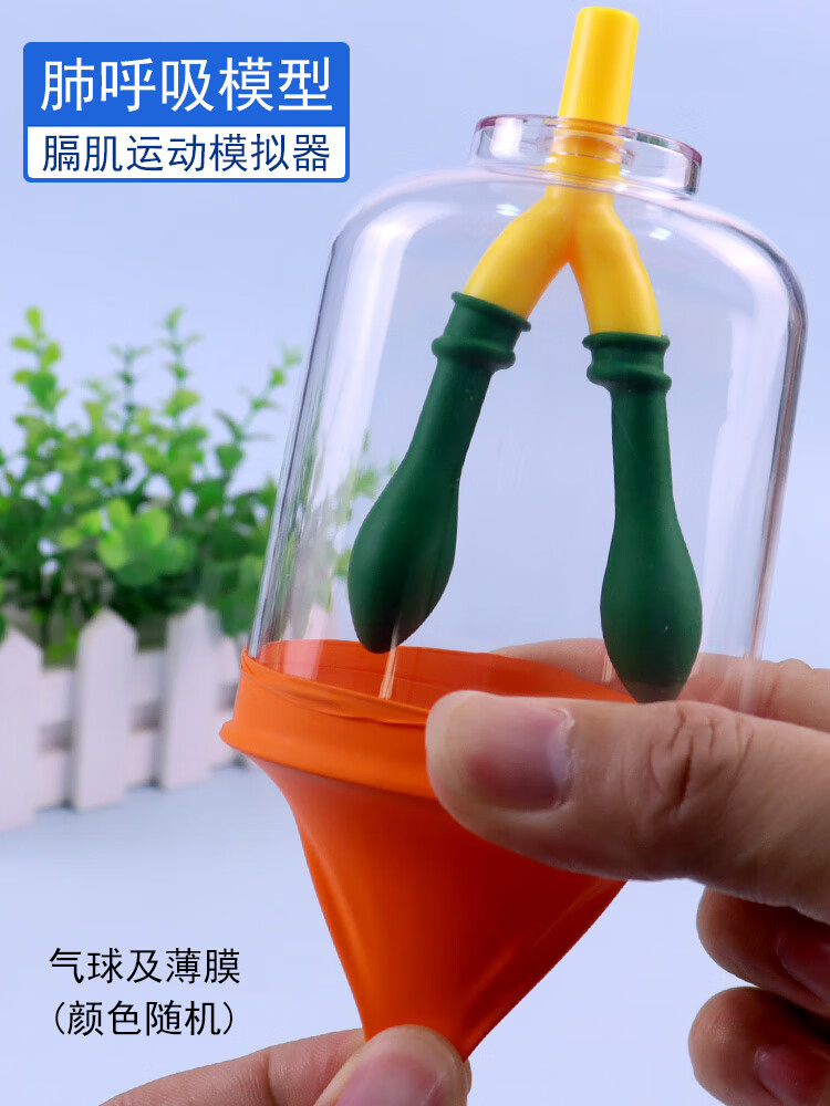 膈肌运动模拟器肺呼吸模型制作人体肺气体交换初中生物实验器材教