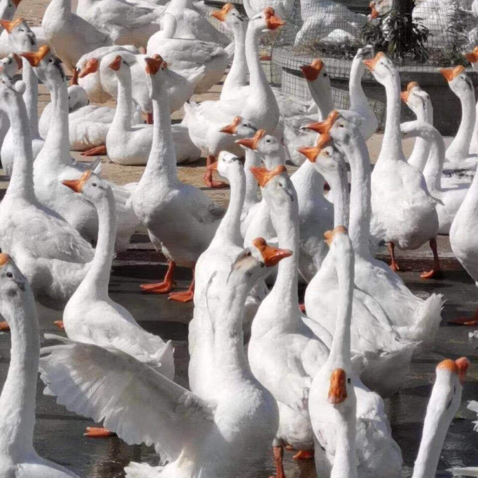 三花鹅1斤大(3只装)公母备注