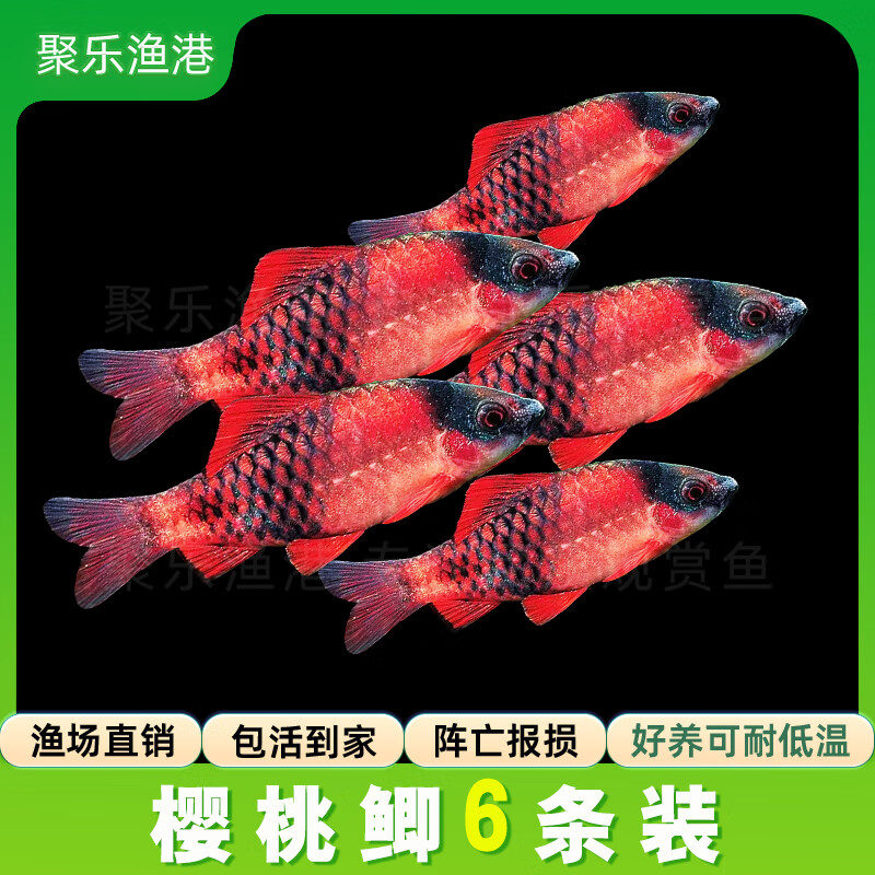活體寵物冷水觀賞魚活體黑影道人鉆石紫紅兩點鯽彩虹鯽金元寶大帆玫瑰鯽 櫻桃鯽（2-3CM）6條
