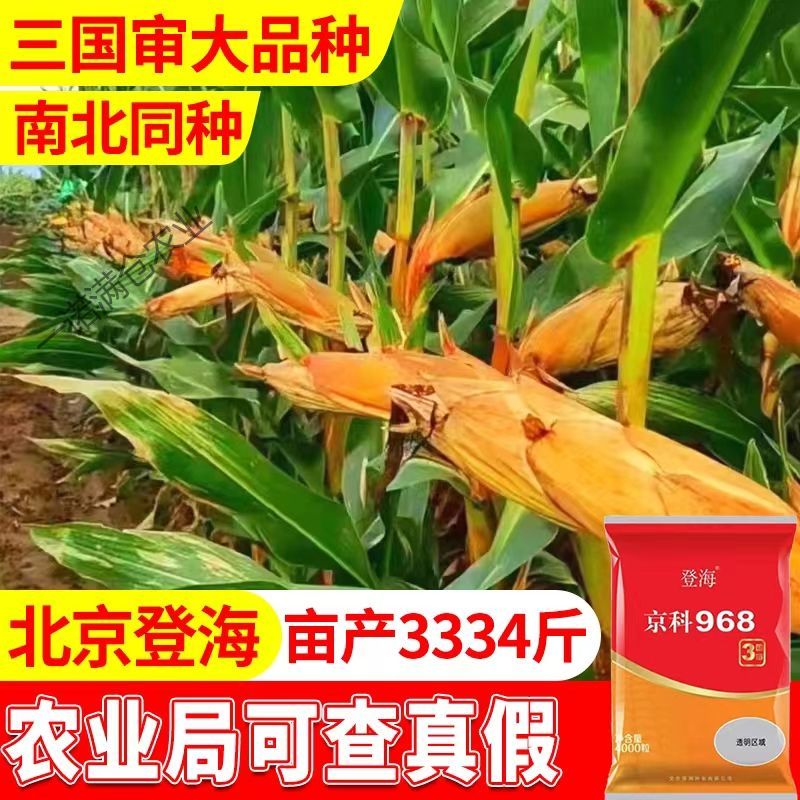朵芮蜜京科968丰产矮杆玉米种子黄金粮抗病抗虫云贵川抗旱耐涝 丰产