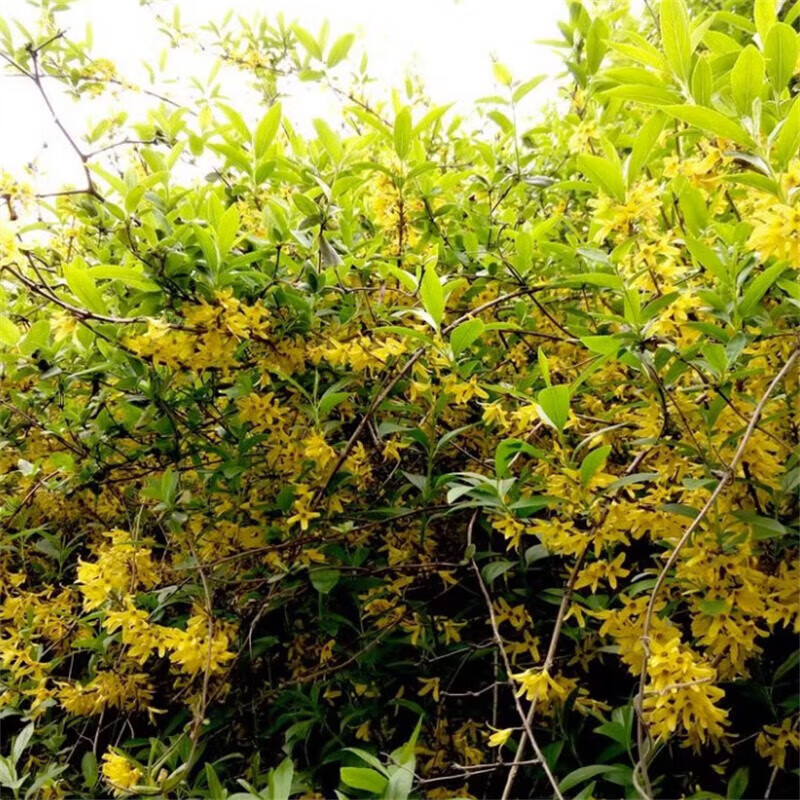 亦运林篆欲静连翘树苗丛生连翘苗独杆迎春花黄花耐寒黄老虎小苗别