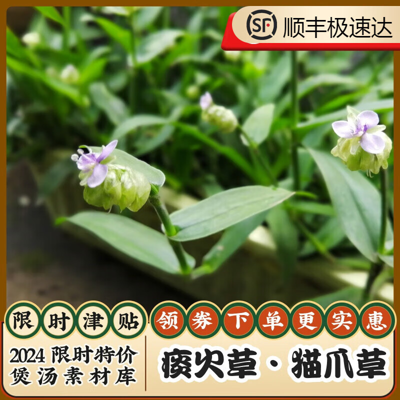 痰火草大叶水竹叶鸡舌草断节草带根苗鸭拓草广东猫爪草癌草 带根苗5棵