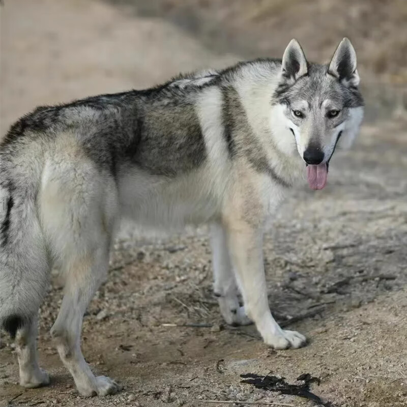 宁宠杰克狼群犬杰克狼犬幼犬宠物狗狗小狗狼狗活体大型犬捷克狼犬