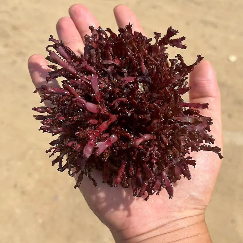海藻高等藻红葡萄藻鹿角藻羽毛藻去no3 po4净化水质海水藻类海缸 鹿角