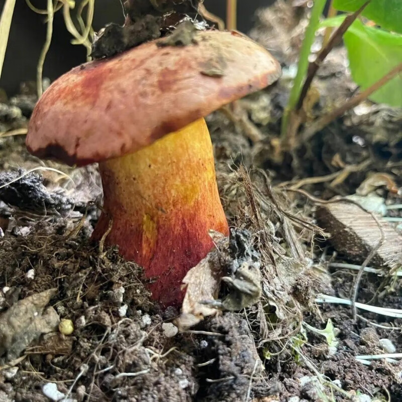 禾澹红葱牛肝菌云南野生见手青新鲜蘑菇食用菌菇变色蘑菇 250g