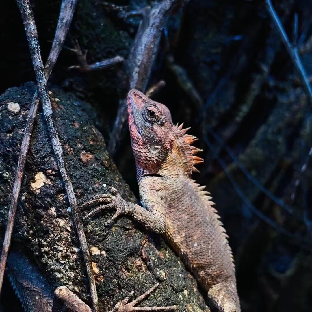 玫斯宠物鬃狮蜥活物幼体温顺可爱不咬人成体爬宠蜥蜴萌宠活物幼崽异宠
