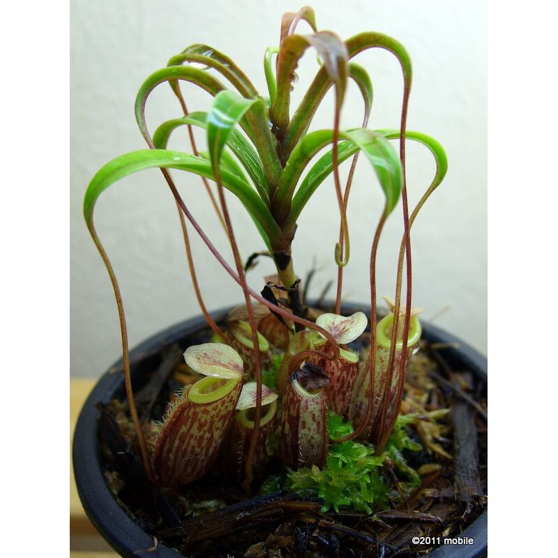 食虫植物-黛瑞安娜猪笼草【小苗 大型猪笼草】种植 巧克力猪笼草小苗