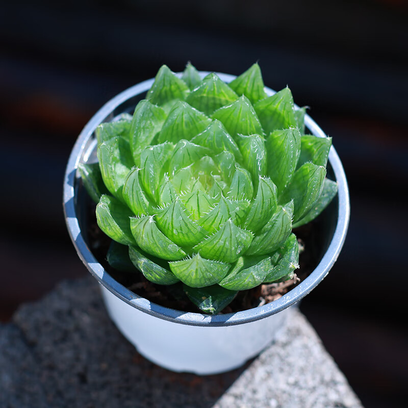雨花蝶网红樱水晶新手云南贵货多肉植物精品盆栽组合大颗肉肉植物好养
