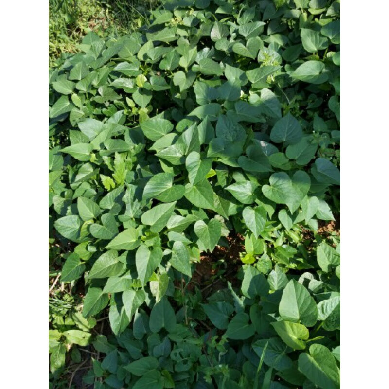 食用叶型红薯苗地瓜叶六鳌红蜜薯福薯18号吃叶番薯苕尖台农71蔬菜