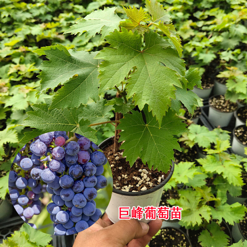 巨峰葡萄苗 1盆 15cm(含)-30cm(不含)