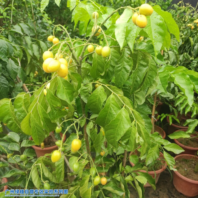 华煜黄皮大果带叶大鸡心黄皮苗南方种植果树盆栽地栽正宗(不含盆)