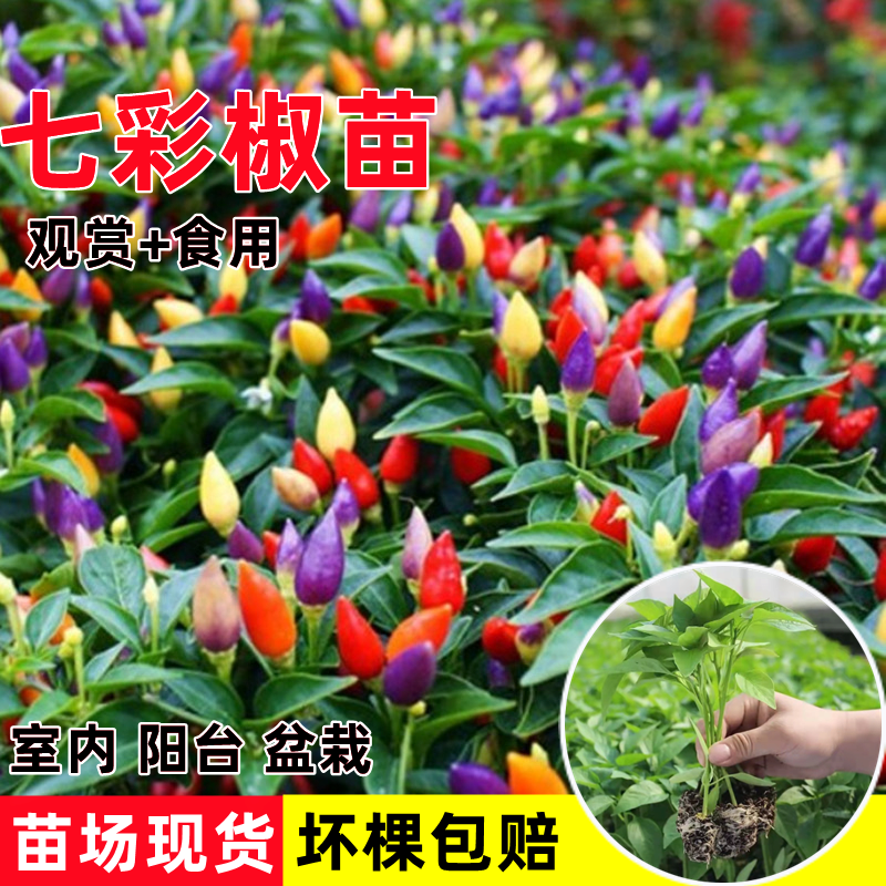 苗秧苗五彩泡椒苗食用观赏椒苗种籽南方四季种盆栽菜苗孑 七彩椒苗3棵