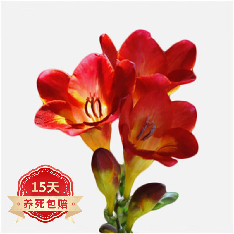 重瓣小苍兰盆栽 室内花卉绿植花苗年宵花卉植物 进口红色香雪兰3颗不