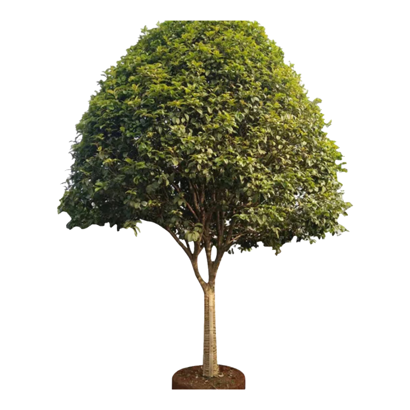 ��ҷ���������߸�ԭ����𵤹��������Ե����ļ���ͥԺ�����ͺ�ֲ�� ԭ����𡾽��ɫ�� �Ƽ���ֲ4���ִ֡�1.5-1.7�׸ߡ�