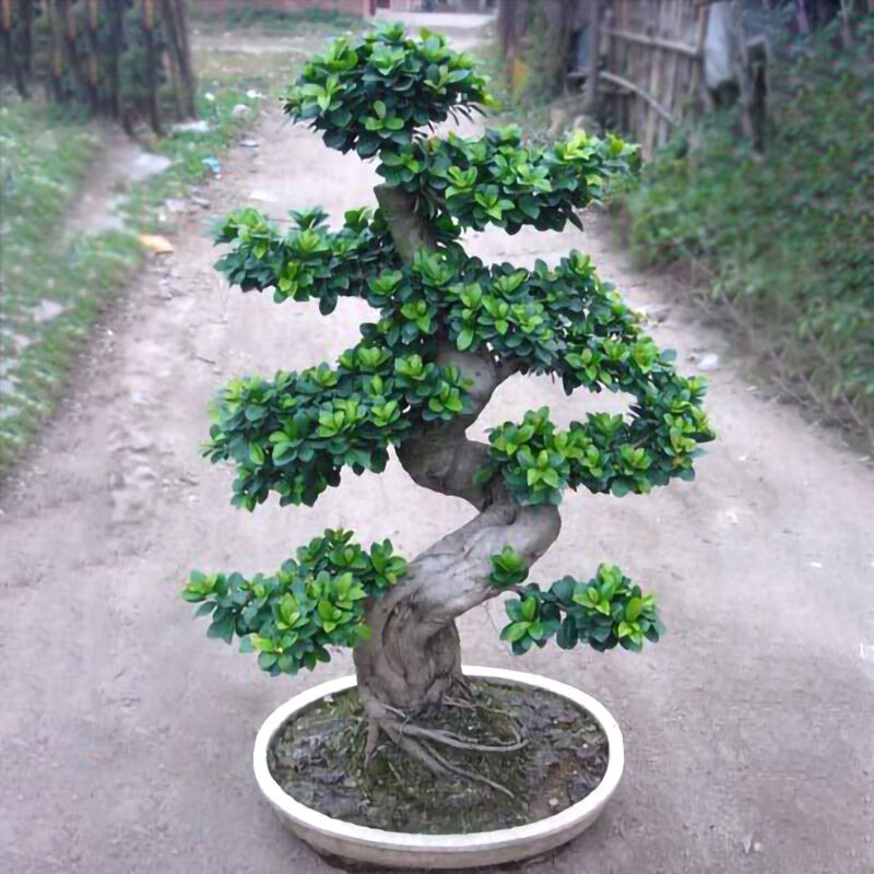以琛榕树盆景老桩大型金钱榕树盆栽s型弯8字造型人参榕树苗室内外好养