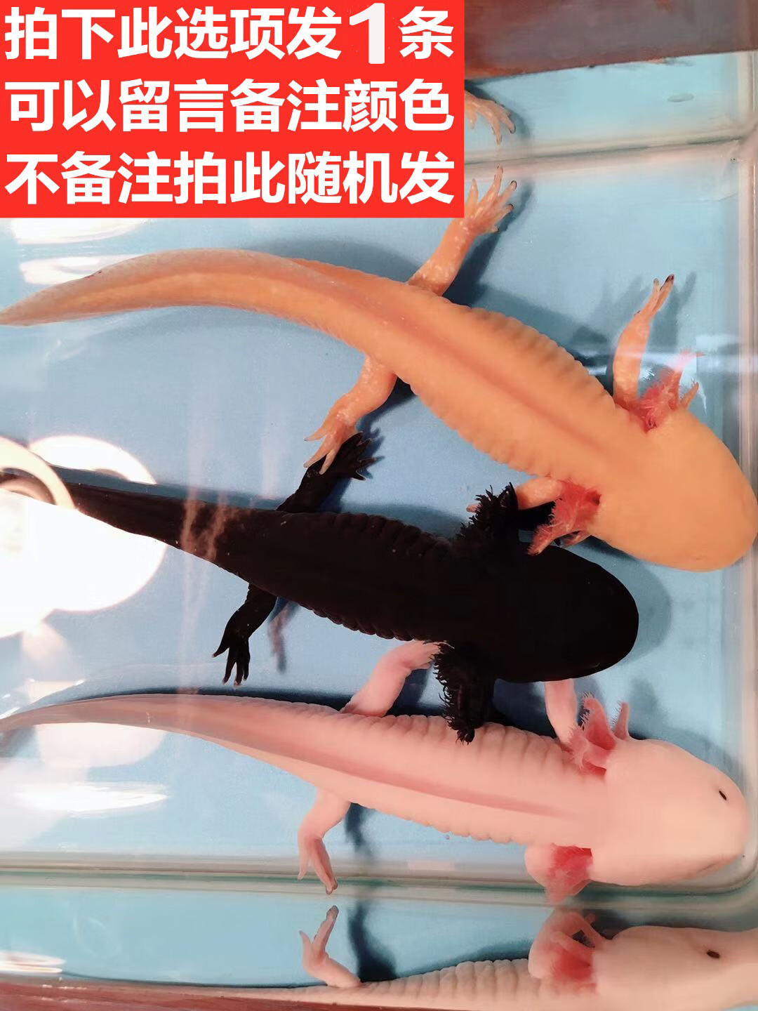 蝾螈六角鱼观赏鱼小火龙鱼冷水鱼不加温宠物鱼好养不打氧 【1条】1-16