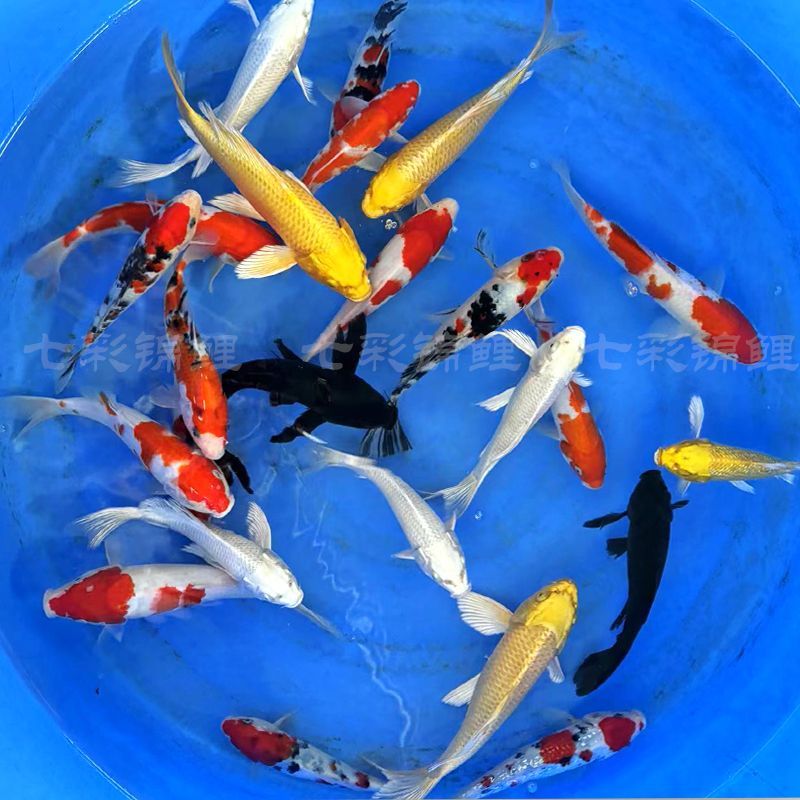 魚禾貓中國(guó)紅冷水淡水觀賞魚錦鯉魚活魚金魚小型好養(yǎng)紅鯉魚純種小錦鯉 19-21cm長(zhǎng)隨機(jī)4條花錦鯉 隨機(jī)