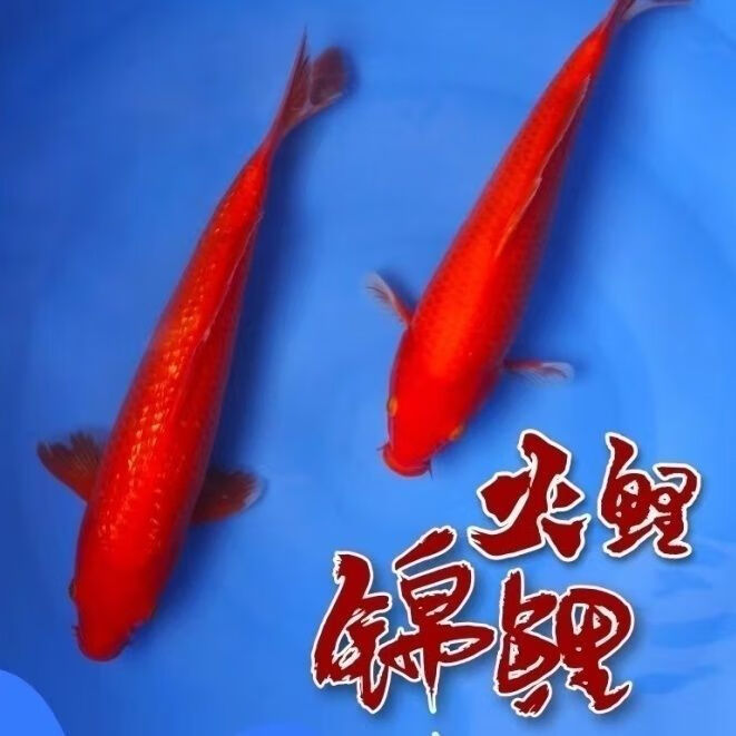 锦鲤活鱼锦鲤观赏鱼金鱼活鱼金鱼观赏鱼锦鲤鱼风水鱼冷水鱼招财鱼 27-30cm红金1条