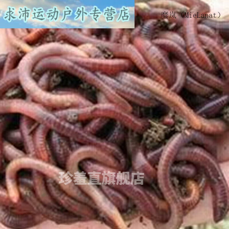 糜岚(mielanat)蚯蚓活饵活体饵料蚯蚓特大号5斤1鱼饵鲜活活体种苗大平