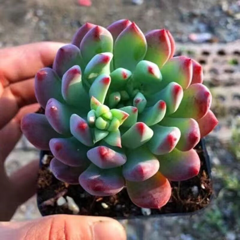 美漾精品多肉植物蓝苹果蓝精灵多头老桩肉肉植物办公室内桌面盆栽 蓝