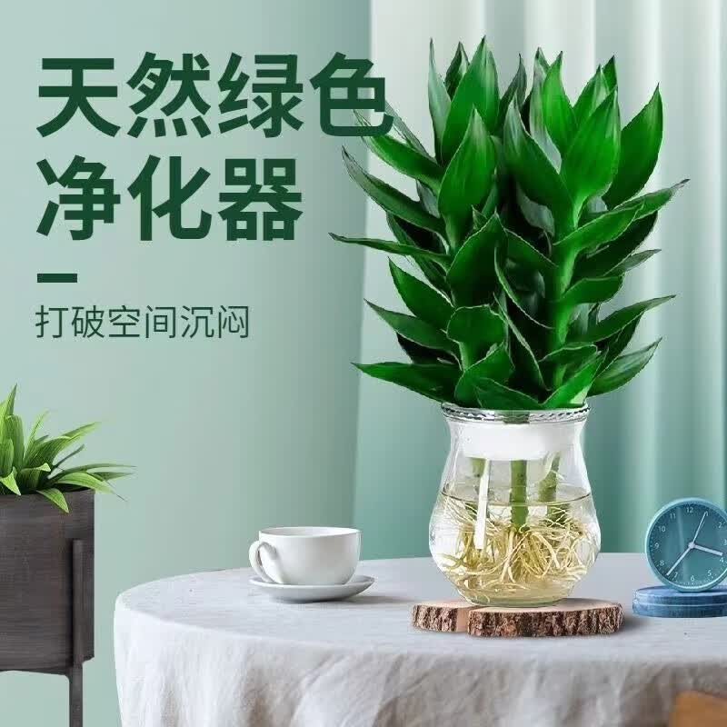 菲脂美妆工具 竹水培音水生养绿 3支+盆 1份使用感如何?