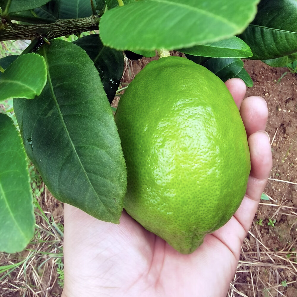 正宗广东香水柠檬爆香新鲜无籽精品一级果 3斤(净重一级果奶茶店口味)