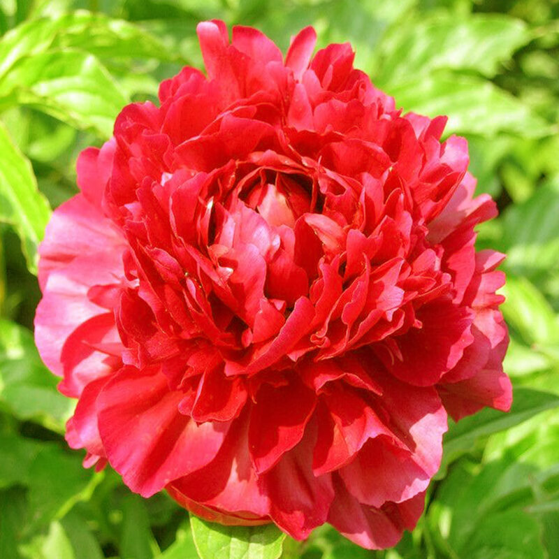 牡丹花树苗盆栽带花苞花芽正宗国花真品重瓣大苗室内四季开花 状元红3