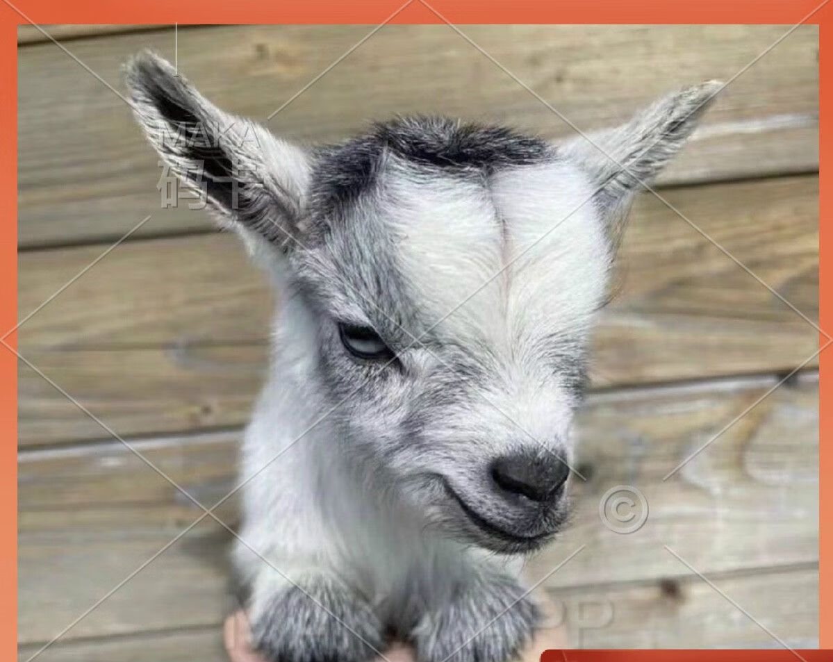 长不大的网红宠物羊活物尼日利亚矮山羊迷你侏儒羊晕倒羊  (定金