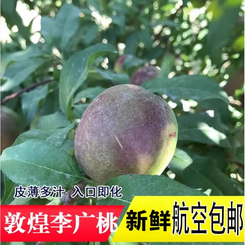 樱鲜甘肃敦煌李广桃新鲜当季时令水果甘肃特产敦煌大青皮现摘现发 3斤