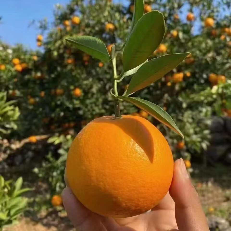 酷果汇湖北秭归中华红血橙子当季水果红心脐甜橙现摘5/9斤装 【爆款】净重5斤-单果60mm+