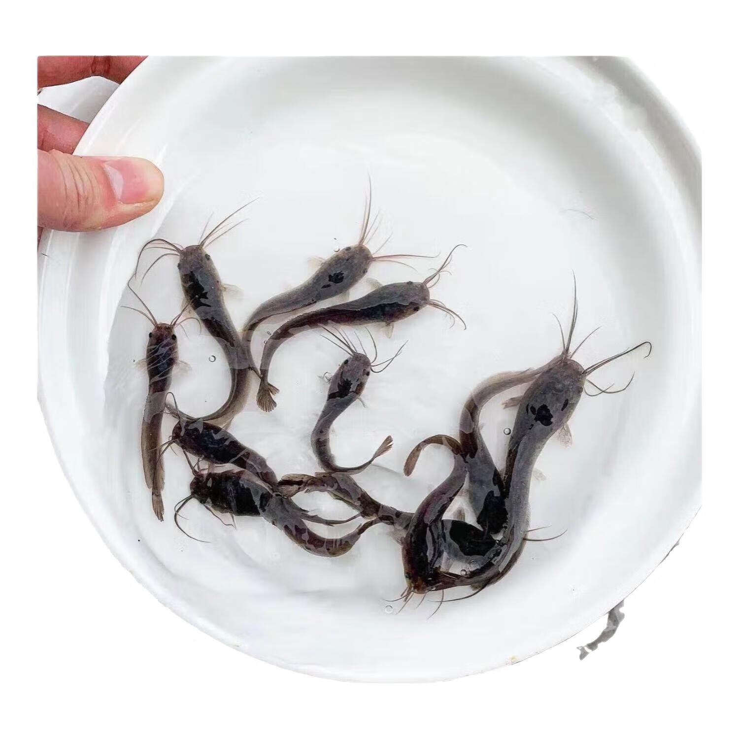 革子胡鲶鱼苗活体埃及塘鲺角大型淡水养殖食用好养耐活八须鲶鱼苗