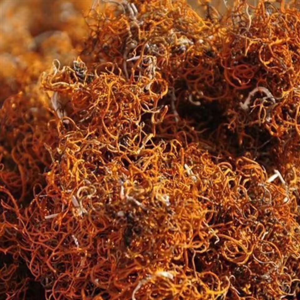 高原红雪茶红雪茶西藏特级红血茶金刷把金丝血红茶 野生红雪茶 100克