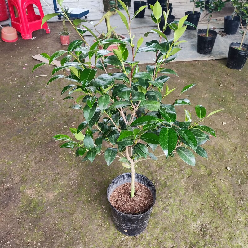 正品名贵玉天使比寇蒂茶花盆栽带花苞云杂阳台客厅庭院花卉植物 稀有