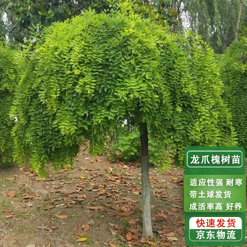 通沭龙爪槐树苗国槐树苗南北方庭院风景风景树绿化植物 粗5公分1棵