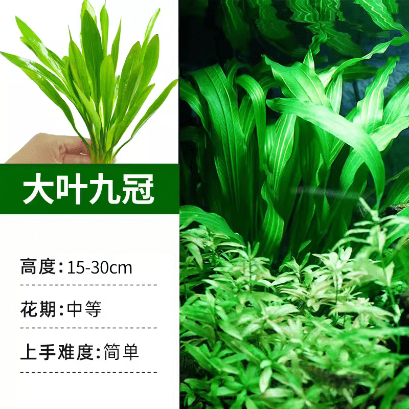 迈乐佳鱼缸造景水草中后景造景真水草活水草 水草活体 大叶绿九冠