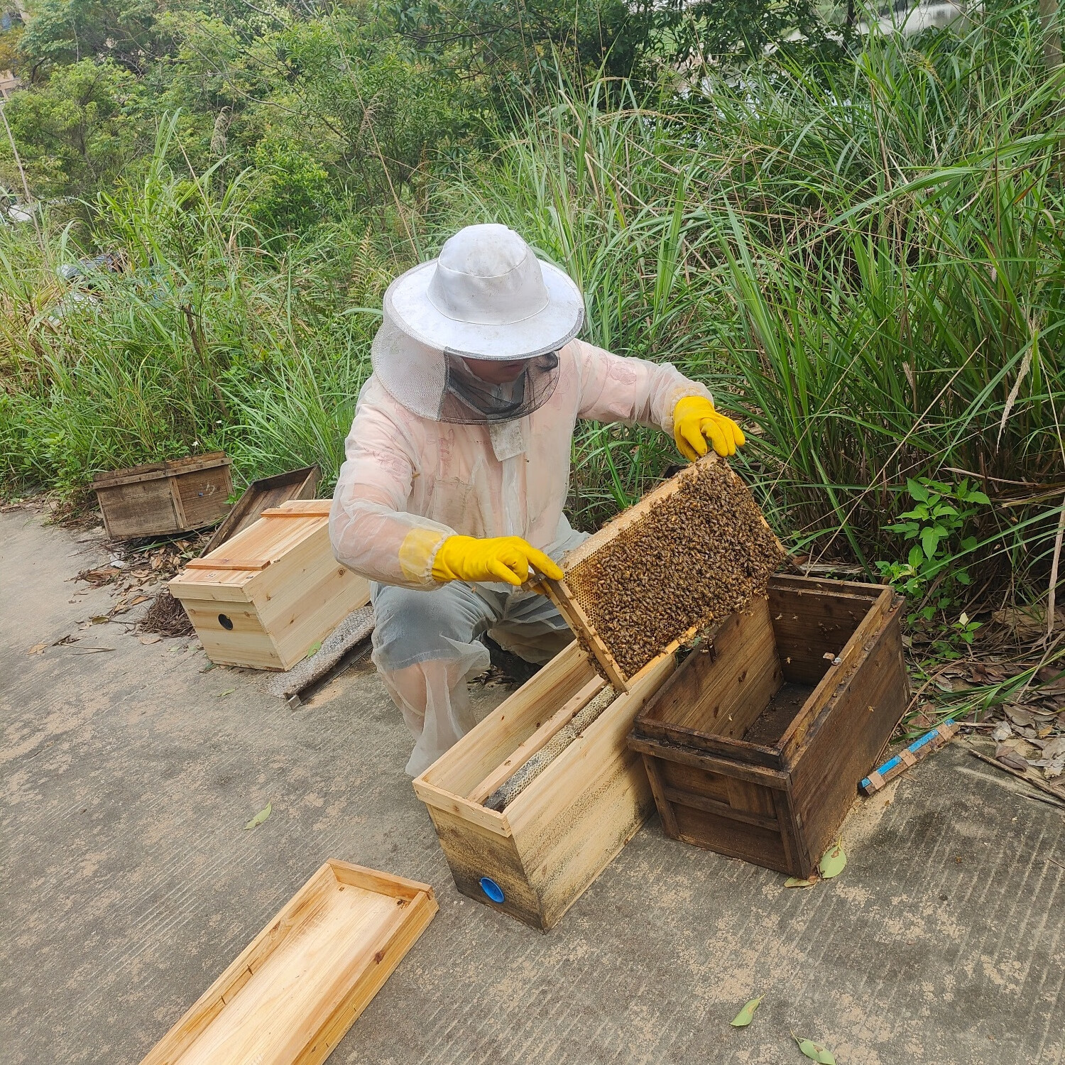 做梦梦见蜜蜂和蜂蜜什么意思(梦见小蜜蜂和蜂蜜) 做梦梦见蜜蜂和蜂蜜什么意思(梦见小蜜蜂和蜂蜜)