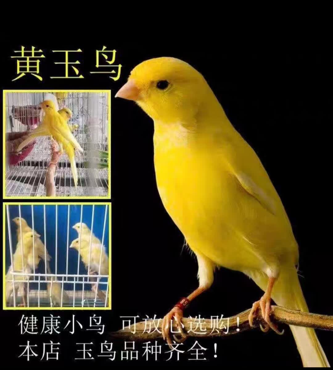 玉鸟鸟金丝雀山东黄辣椒红绿桂皮芙蓉鸟活鸟扬州白玉鸟包邮 精选成年