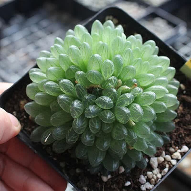 美漾多肉植物 宝莲灯玉露锦 彩色多肉植物稀有品种 大颗绿植盆栽多肉