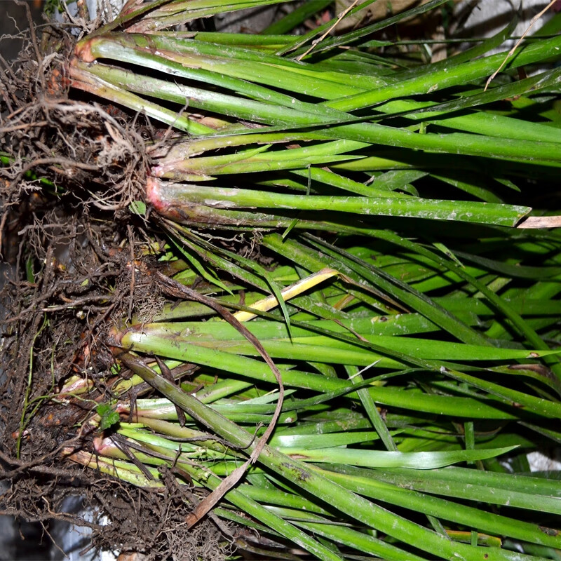 荣郁 贵州山奈香料药材1斤新鲜五香草食用可盆栽带根水培植物苗去腥味