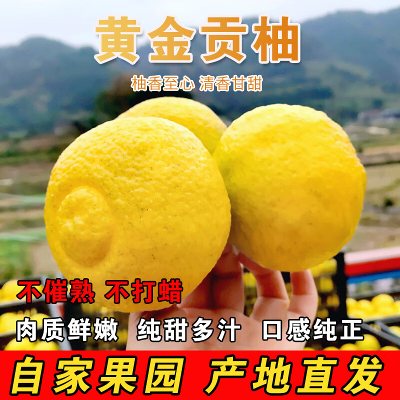 颜曼箐洪江雪峰黄金贡柚湖南怀化纯甜无酸爆甜现摘现发象山青春香柚 5