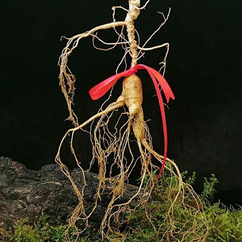林下参鲜参20年鲜人参长白山野山参新鲜林下参东北野人参泡酒鲜参 18
