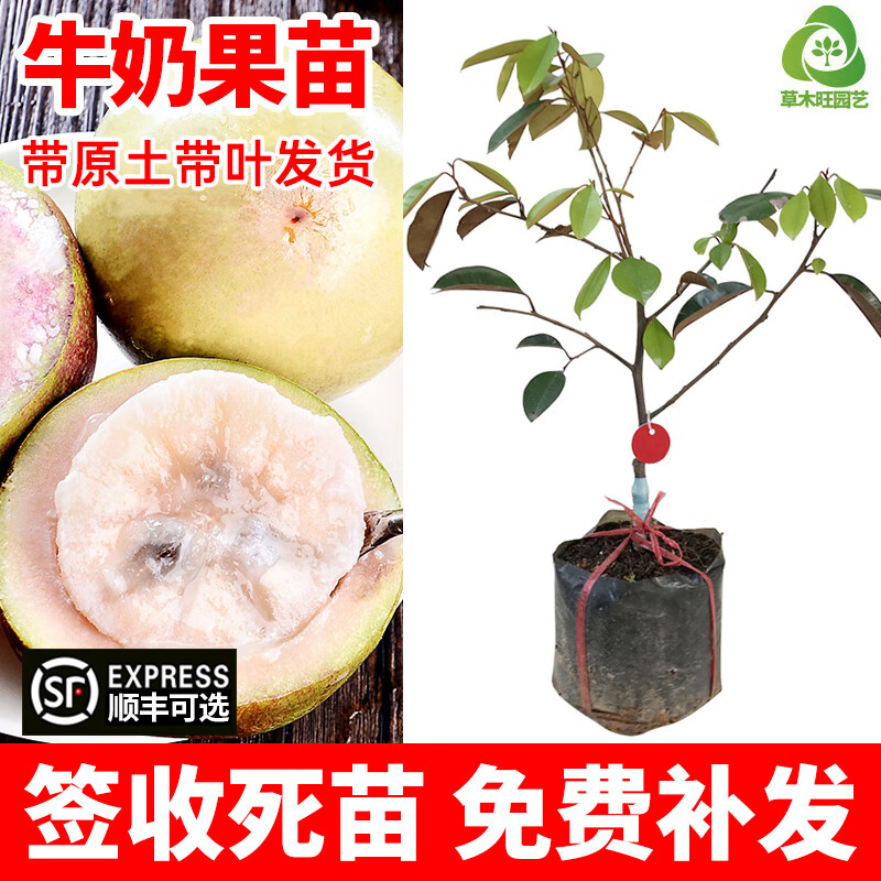 草木旺新品种 牛奶果苗嫁接越南青皮星苹果金星果树苗南方种植果树苗