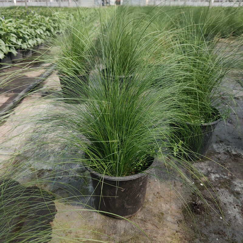 爱帛哆(aiboduo)墨西哥羽毛草盆栽蓝羊茅龙须草耐阴四季常绿珍珠草